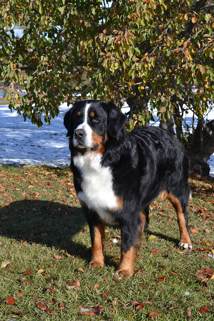 Keytanos Sire
